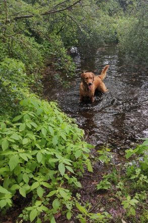 Pawsome Golden Retrievers