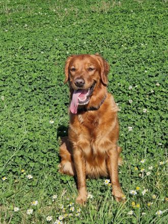 Pawsome Golden Retrievers