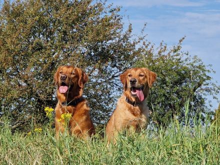 Pawsome Golden Retrievers