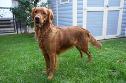 Pawsome Golden Retrievers