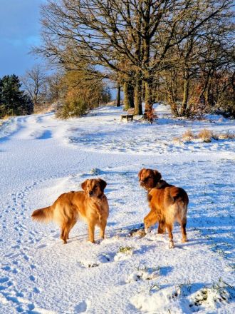 Pawsome Golden Retrievers