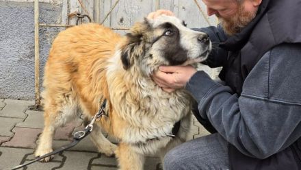 Traumhund Dante sucht Zuhause