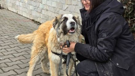 Traumhund Dante sucht Zuhause