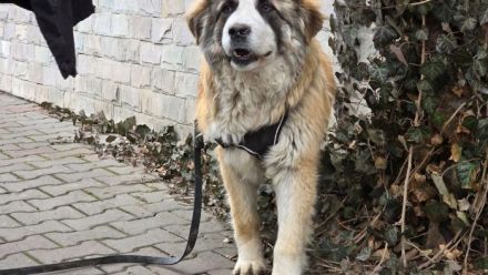 Traumhund Dante sucht Zuhause