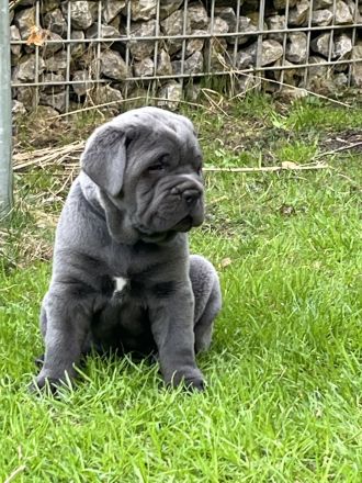 Reinrassige Cane Corso Welpen