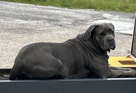 Reinrassige Cane Corso Welpen