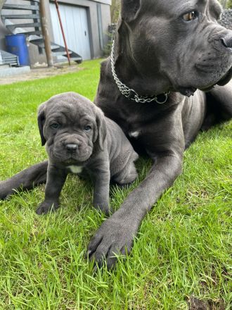 Reinrassige Cane Corso Welpen