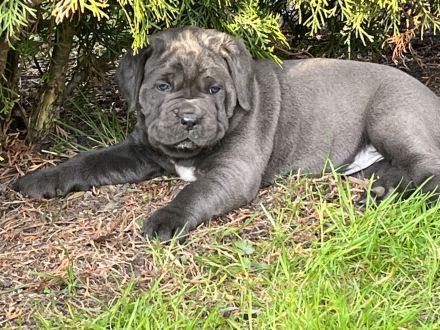 Reinrassige Cane Corso Welpen