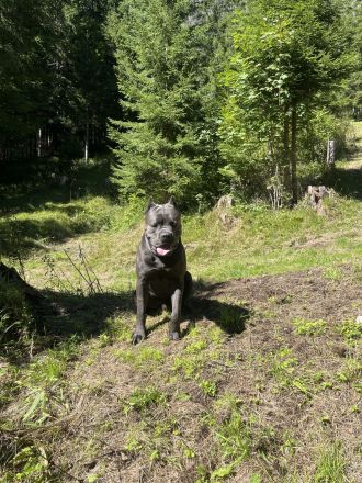 Reinrassige Cane Corso Welpen