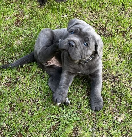 Reinrassige Cane Corso Welpen