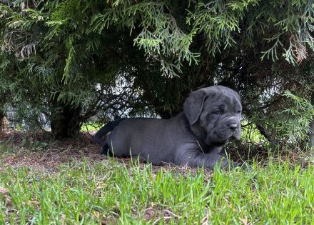 Reinrassige Cane Corso Welpen