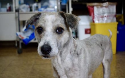 Schüchterner und liebenswerter Tibor sucht ruhiges Zuhause