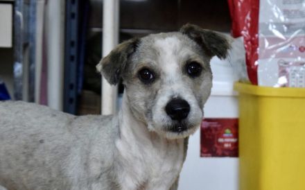 Schüchterner und liebenswerter Tibor sucht ruhiges Zuhause