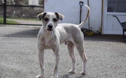 Schüchterner und liebenswerter Tibor sucht ruhiges Zuhause