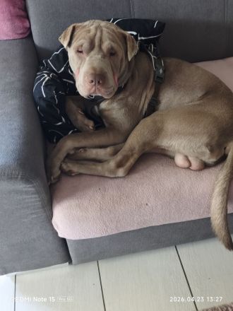 🐾Shar-Pei Rüde sucht liebevolles Zuhause🐾