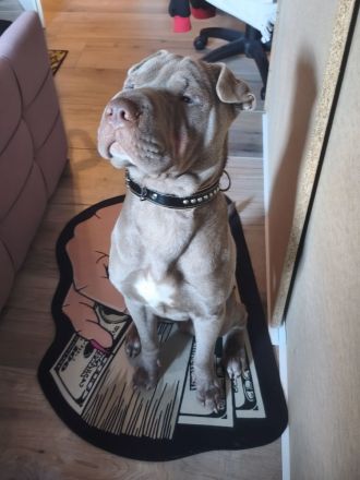 🐾Shar-Pei Rüde sucht liebevolles Zuhause🐾