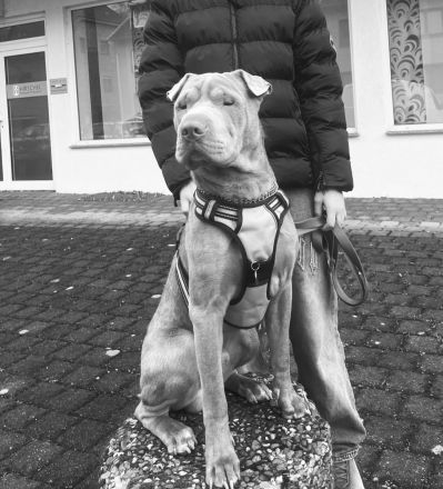 🐾Shar-Pei Rüde sucht liebevolles Zuhause🐾