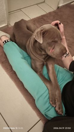 🐾Shar-Pei Rüde sucht liebevolles Zuhause🐾