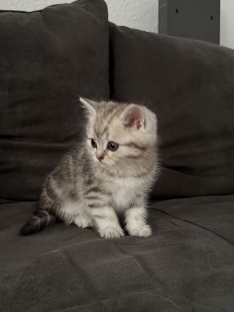 2 BKH Kitten suchen für immer Zuhause
