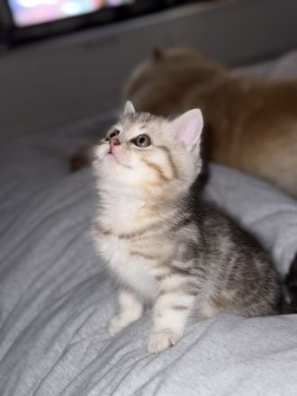 2 BKH Kitten suchen für immer Zuhause