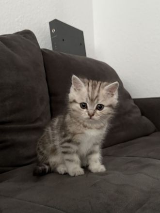 2 BKH Kitten suchen für immer Zuhause