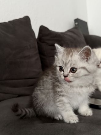 2 BKH Kitten suchen für immer Zuhause