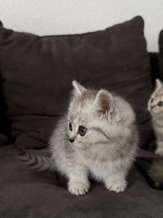 2 BKH Kitten suchen für immer Zuhause