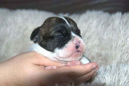 Bulldogs vom Zwieseltal - English Bulldog Alternativ