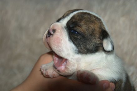 Bulldogs vom Zwieseltal - English Bulldog Alternativ