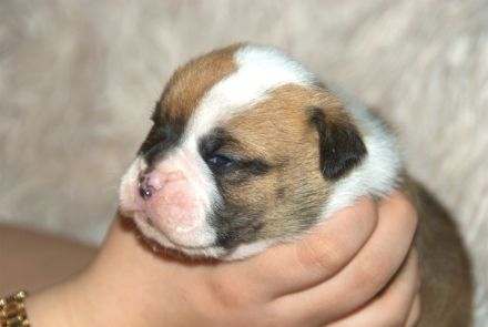 Bulldogs vom Zwieseltal - English Bulldog Alternativ