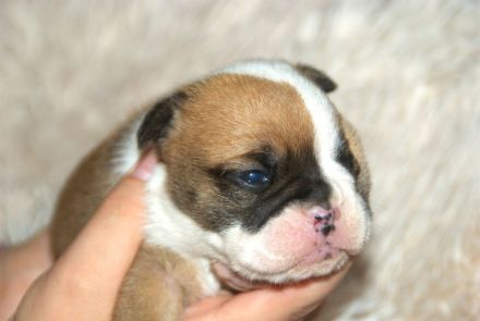 Bulldogs vom Zwieseltal - English Bulldog Alternativ