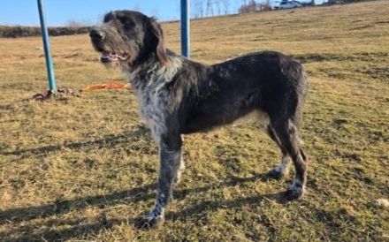 Asha - kinderliebe Sonnenschein-Hündin sucht ihre Familie