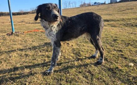Asha - kinderliebe Sonnenschein-Hündin sucht ihre Familie