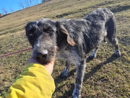 Asha - kinderliebe Sonnenschein-Hündin sucht ihre Familie