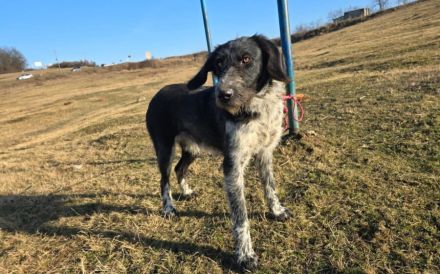 Asha - kinderliebe Sonnenschein-Hündin sucht ihre Familie