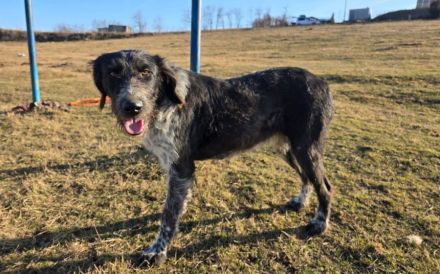 Asha - kinderliebe Sonnenschein-Hündin sucht ihre Familie