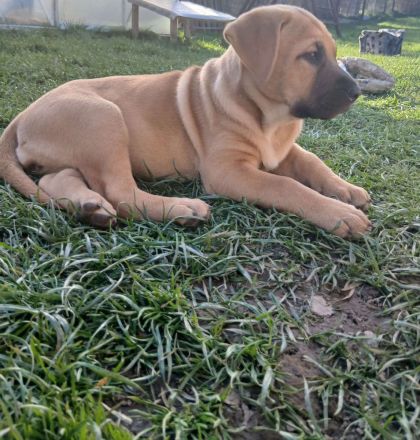 Labradormischlingwelpe