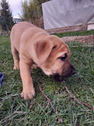 Labradormischlingwelpe