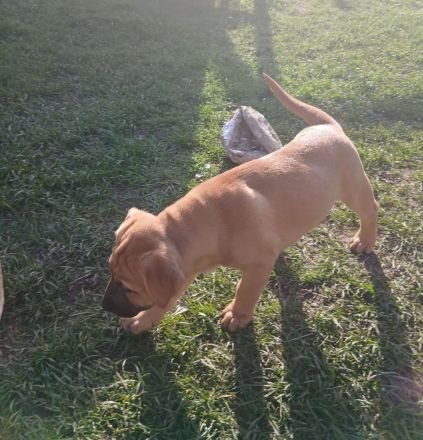 Labradormischlingwelpe