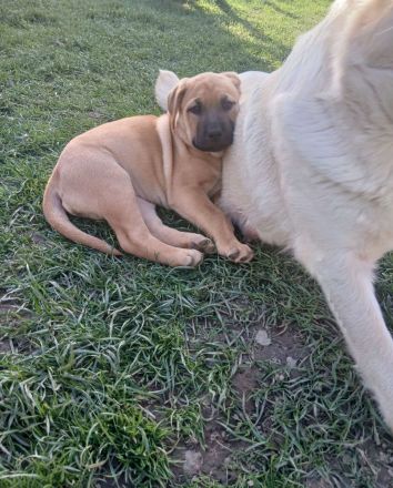 Labradormischlingwelpe