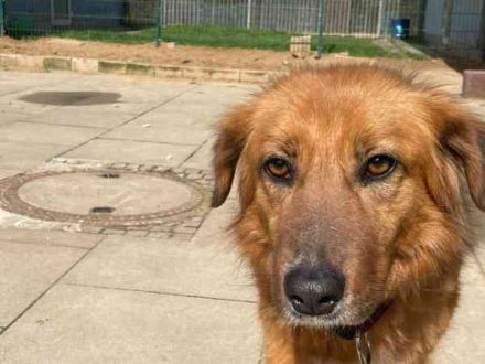 Lea, Mischling, geb. 2011, will noch viel lernen