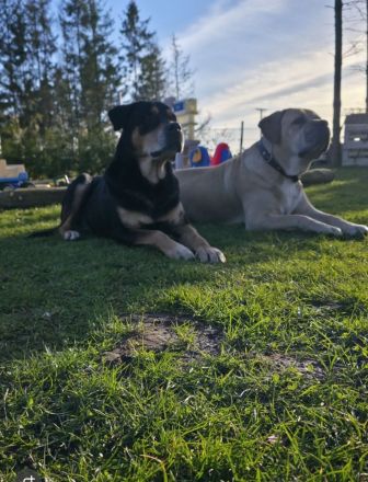 Boerboel + Rottweiler mix Welpen (3m+1w) bauerndogge mollosser
