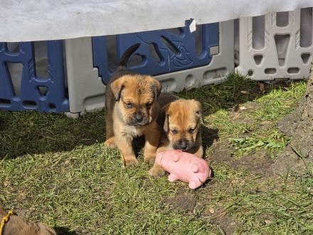 Boerboel + Rottweiler mix Welpen (3m+1w) bauerndogge mollosser