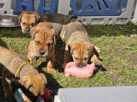 Boerboel + Rottweiler mix Welpen (3m+1w) bauerndogge mollosser