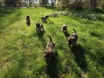 Boerboel + Rottweiler mix Welpen (3m+1w) bauerndogge mollosser