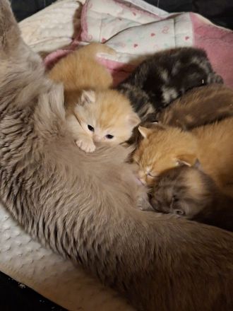 Exklusive reinrassige BKH Kitten