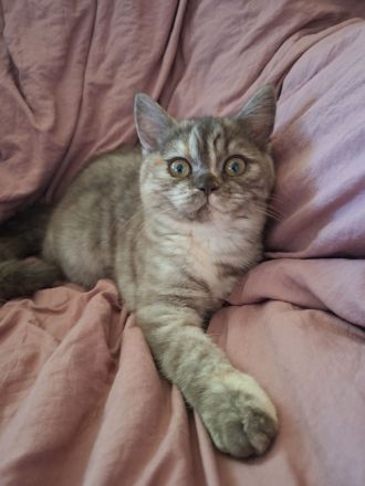 ❤️ Wunderschöne reinrassige BKH-Kitten suchen ein liebevolles Zuhause ❤️