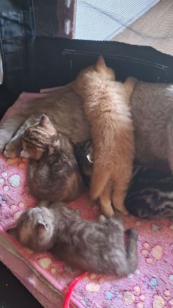 Seltene reinrassige BKH Kitten nur noch 1 da