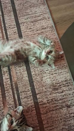 Seltene reinrassige BKH Kitten nur noch 1 da