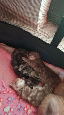 Exklusive reinrassige BKH Kitten